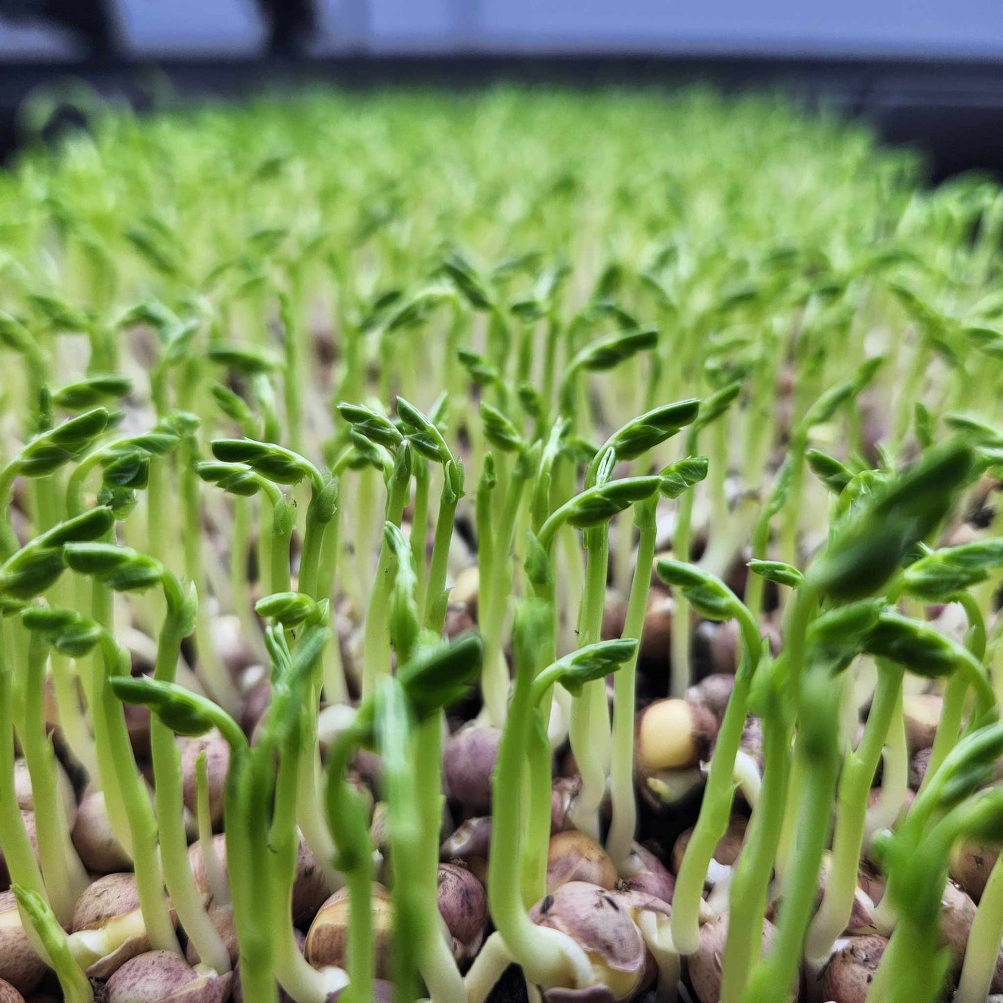 Speckled Peas