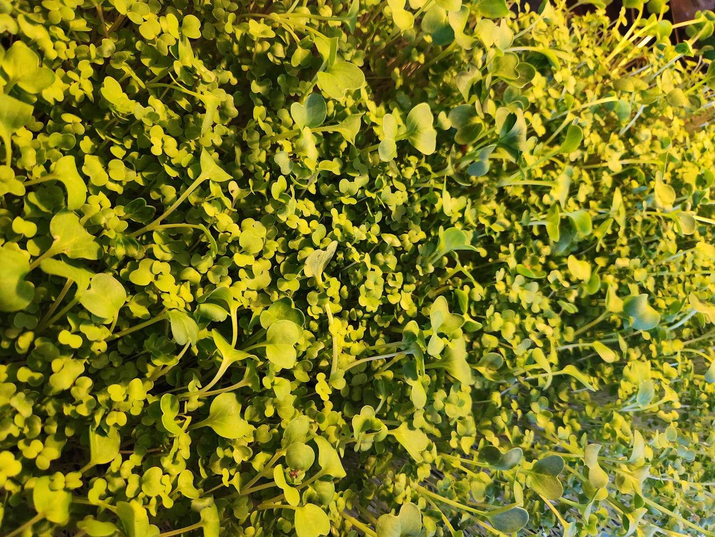 Brassica Broccoli