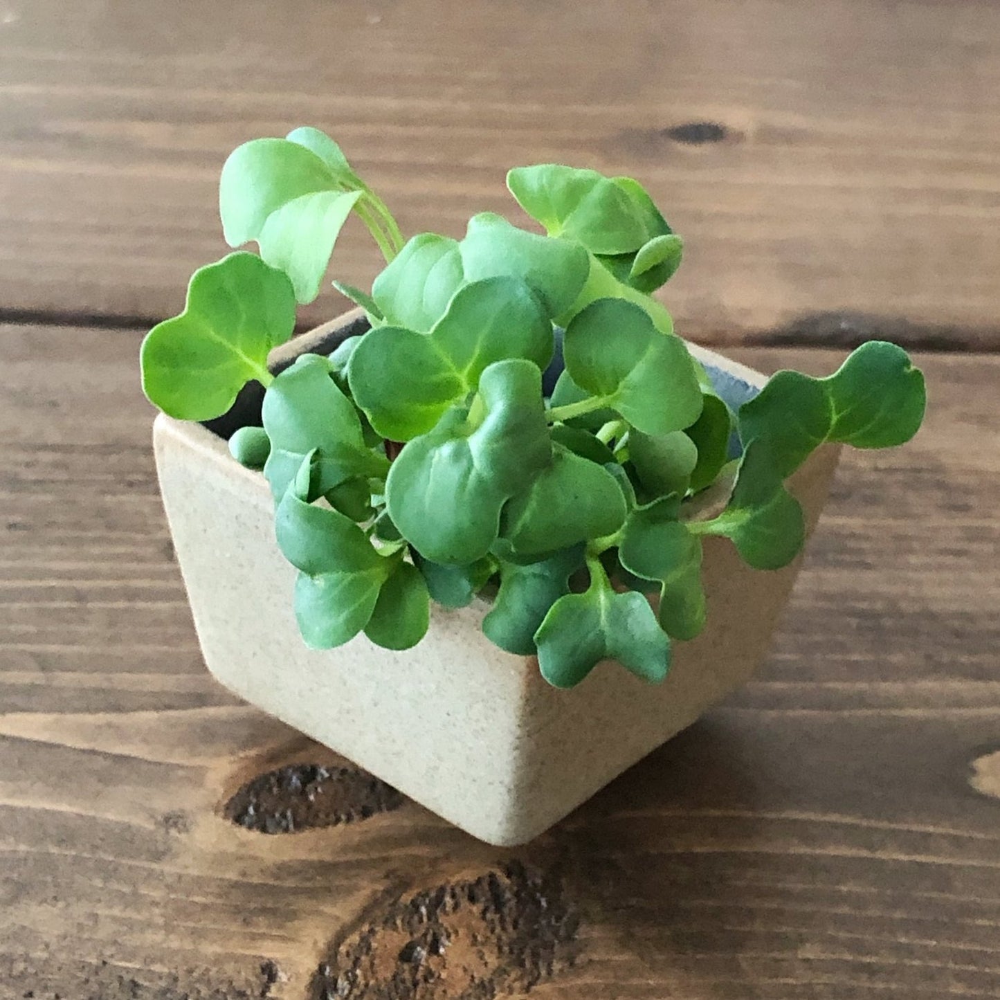 Daikon Radish