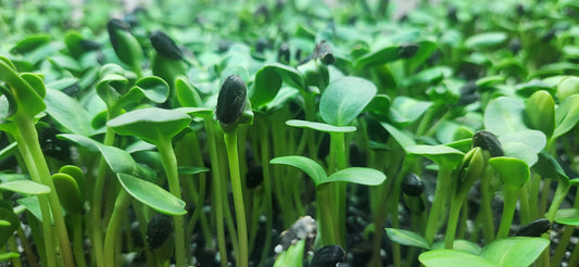 microgreens