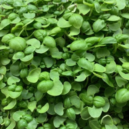 Genovese Basil